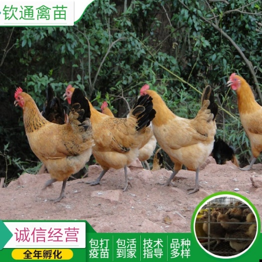 汕头 青脚土鸡苗 土鸡苗