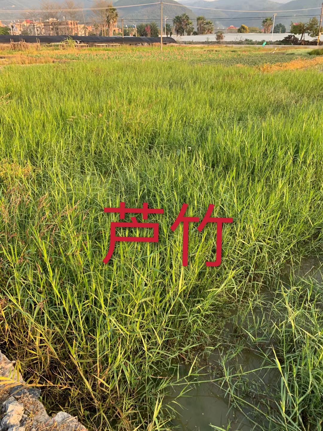 水生细叶芒 水生植物