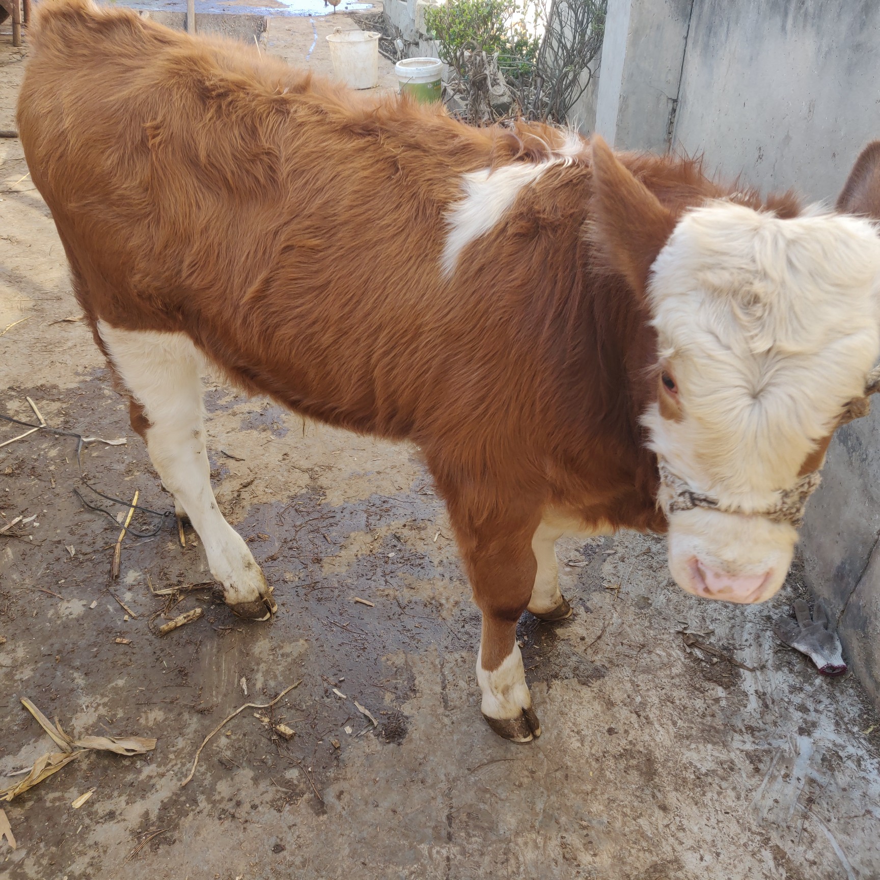 西门塔尔牛400600斤公牛