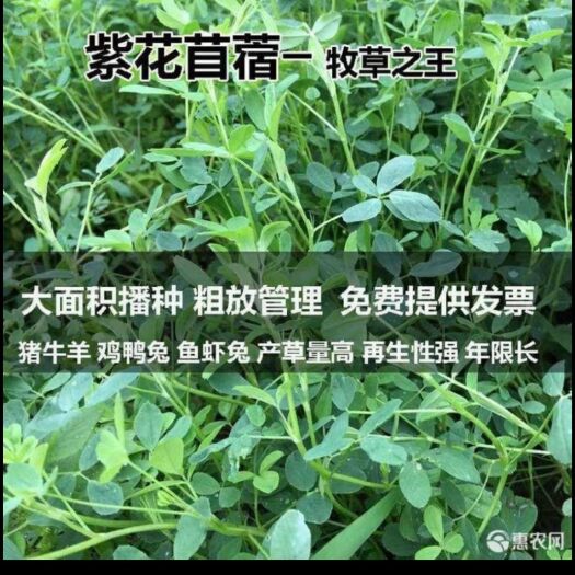 沭阳县苜蓿草种子 紫花苜蓿种子高产多年生种子冬季耐寒喂牛羊兔
