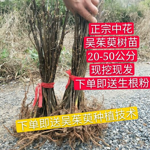 郎溪县吴茱萸苗 100棵40公分正宗中花吴茱萸树苗根系发达
