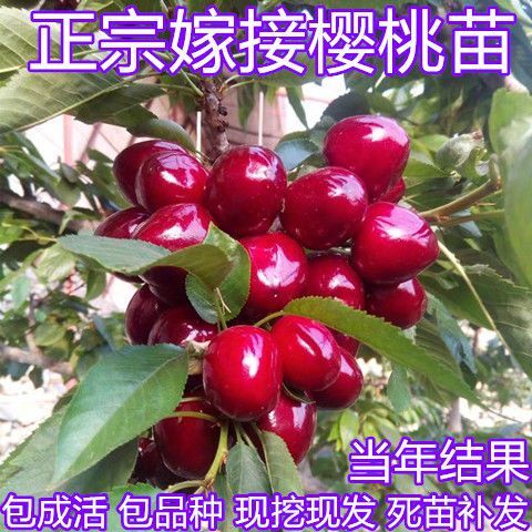平邑县俄罗斯8号樱桃苗 车里子樱桃，品质保证，量大从优。