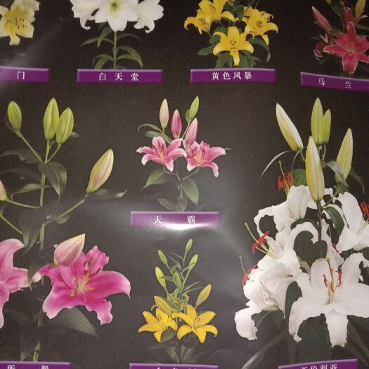 凌源市 香水百合种球亚洲百合种球批发。