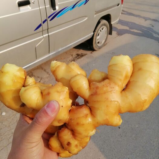 沂水县山东生姜产地直销！