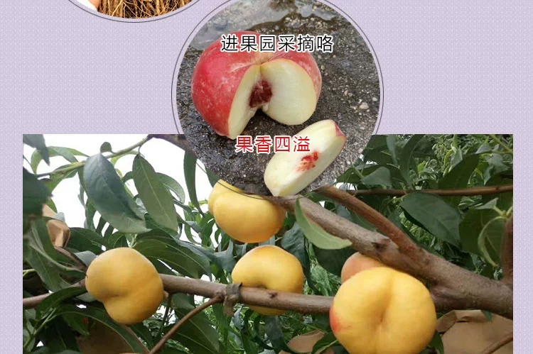 中蟠11号桃树苗 嫁接苗,当年结果,包品种,包成活,基地直供