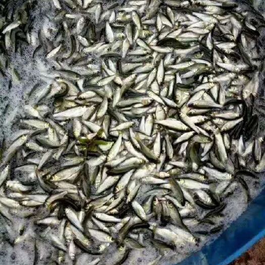 昆明 鲤鱼苗
