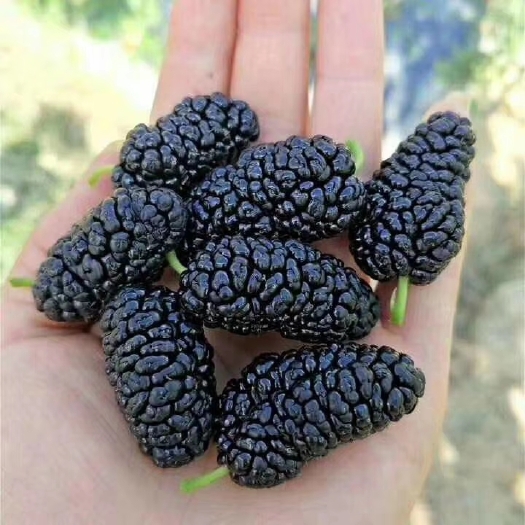 夏津县黑珍珠桑葚 1 - 2cm