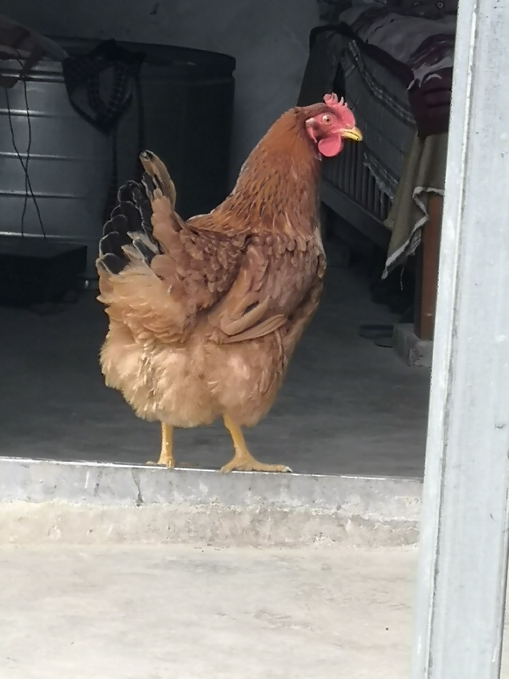  正宗散养鸡