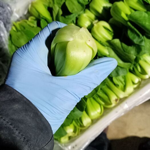 济南北方小油菜 1~2两