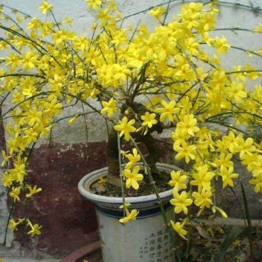 铜川 迎春花