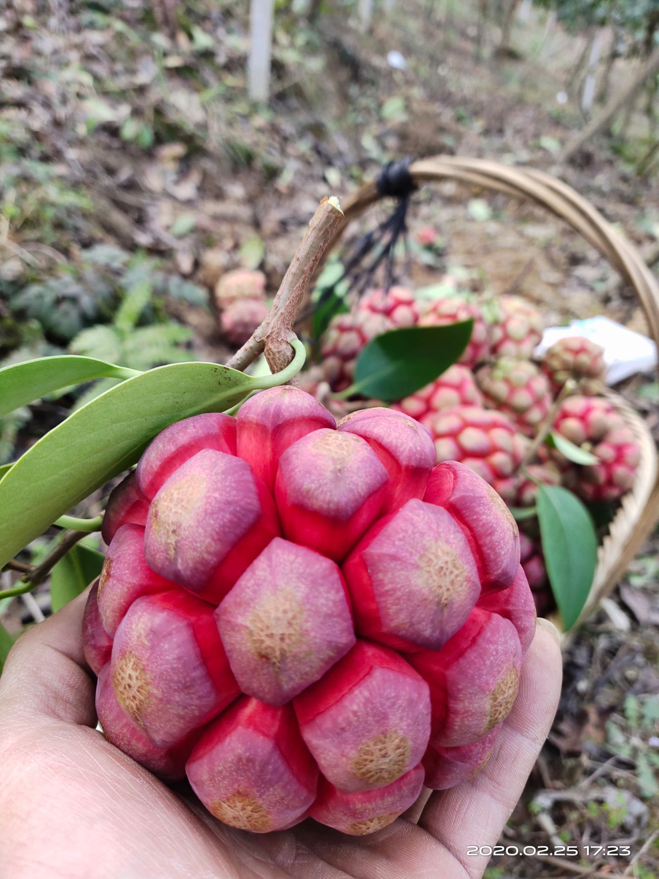 粉红  黑老虎布福娜水果大红一号