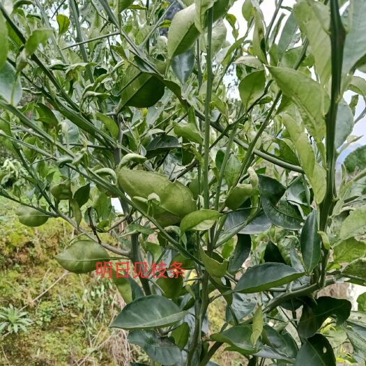 秀山红美人苗 .爱嫒28号，明日见枝条，纽荷尔脐橙苗