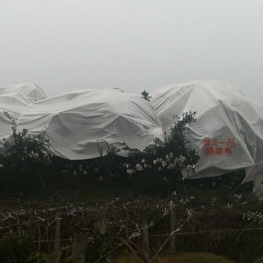 蒲江县 不知火，丑柑