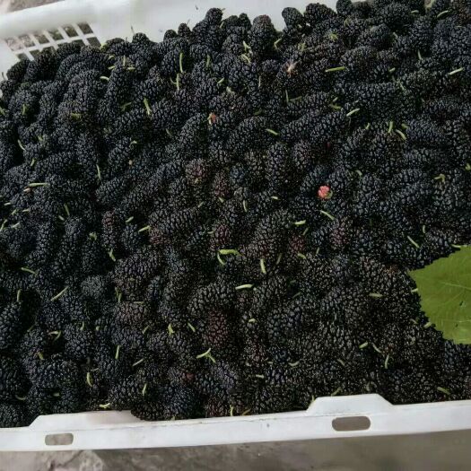 德昌县德昌桑葚 农民种的桑椹，没有农药，鲜果，干果，都又，吃了对身体有益