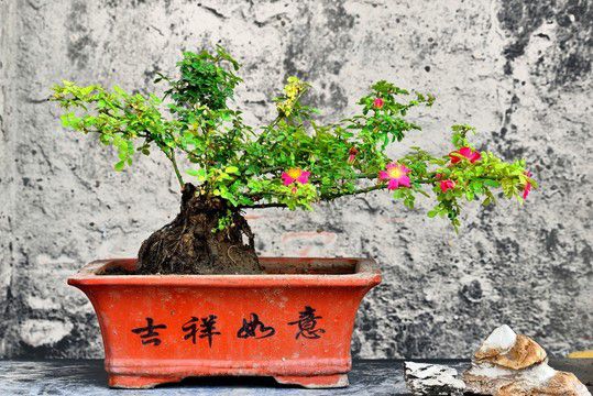 农场 树状月季-人造景点的利器！