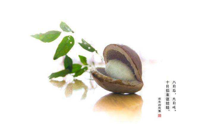道真县野生八月瓜 ，女人的保鲜剂。