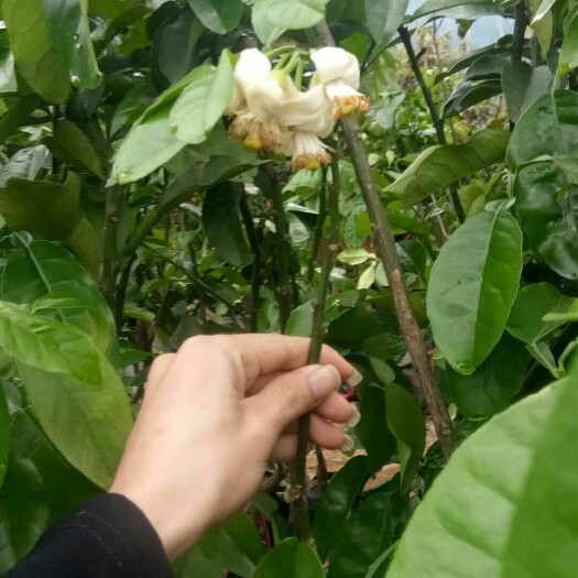 灵山县红心柚苗 嫁接柚子树苗三红心蜜柚沙田柚南方北方种植庭院果树苗当年结果
