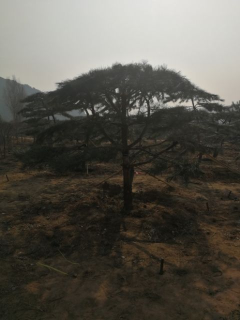  大量油松和白皮松出售