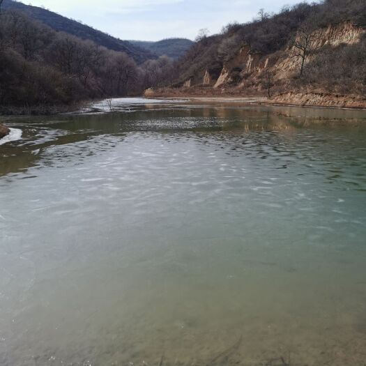 麟游县山泉草鱼 山泉鱼