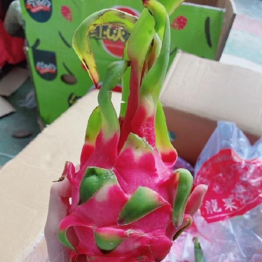 瑞安市 越南红心火龙果小果