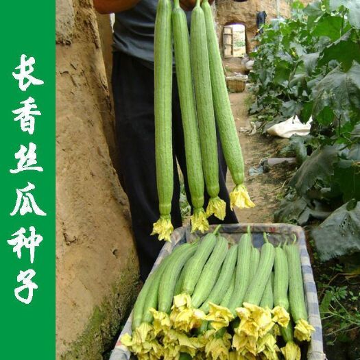 南京 四季易种 肉丝瓜种子种籽农家早熟高产春季四季蔬菜种孑