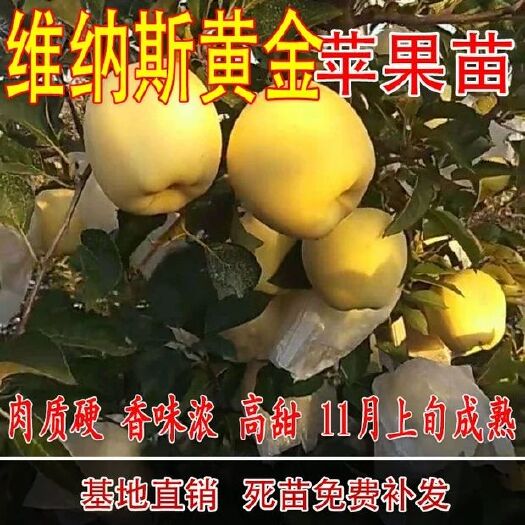 维纳斯黄金苹果苗 当年结果苗，包品种，包成活，基地直供