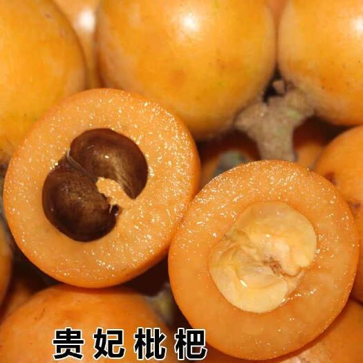 平邑县贵妃枇杷苗 枇杷苗 嫁接枇杷苗 砂糖树苗 包品种 包成活