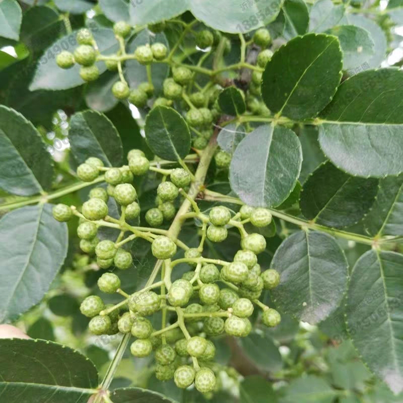 大红袍花椒苗 大红袍花椒树苗现挖现发适合南北方种植产量高，品质优包技术