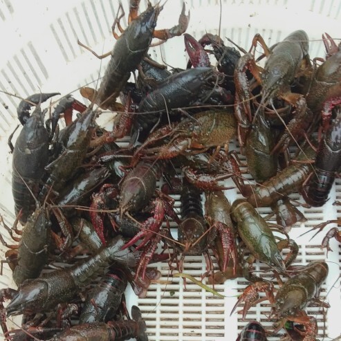 华容县洞庭湖小龙虾