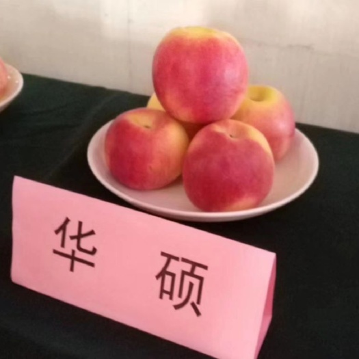 泰安华硕苹果苗  货架期长，果实采收后室温下可贮藏一月以上，肉质仍脆而不沙