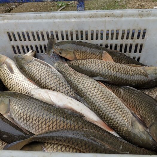 长沙水库草鱼 水库二年无饲料鱼