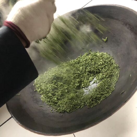苏州 碧螺春，自家茶园