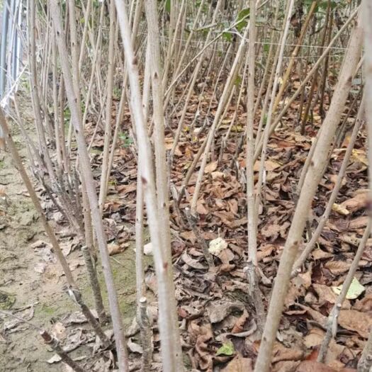 巴中红灯樱桃苗  产地出售樱桃嫁接苗:红灯笼、美早、黑珍珠、玛瑙红、乌克兰等
