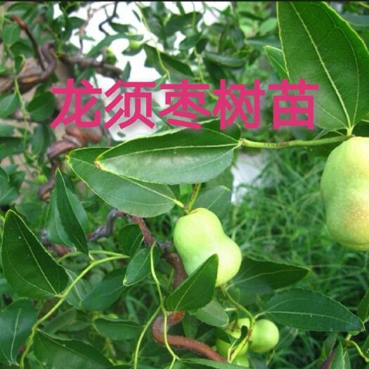 平邑县 龙须枣苗，基地直销，品质保证，死苗补发，南北方均可种植