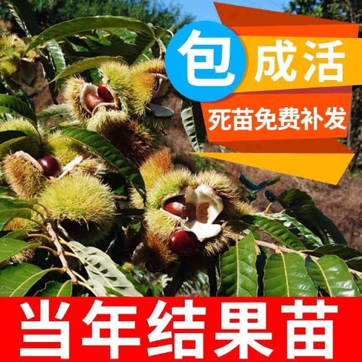 平邑县 大红袍板栗苗 正宗嫁接耐寒 品种保证 包成活