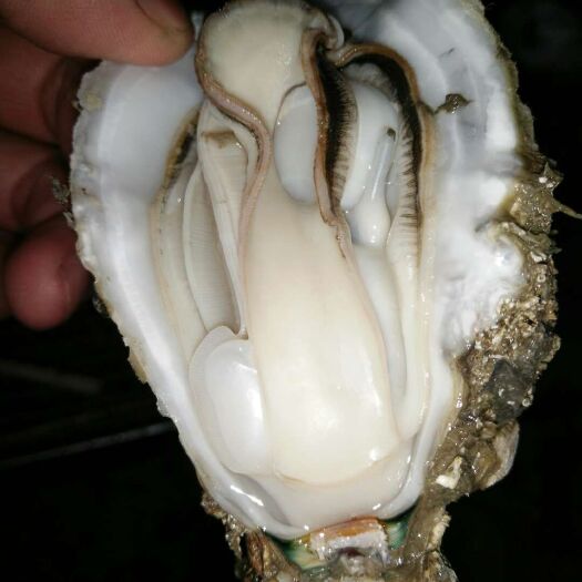 湛江湛江牡蛎 自己家养的湛江生蚝