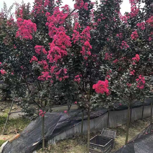 常州 三公分美国红叶紫薇