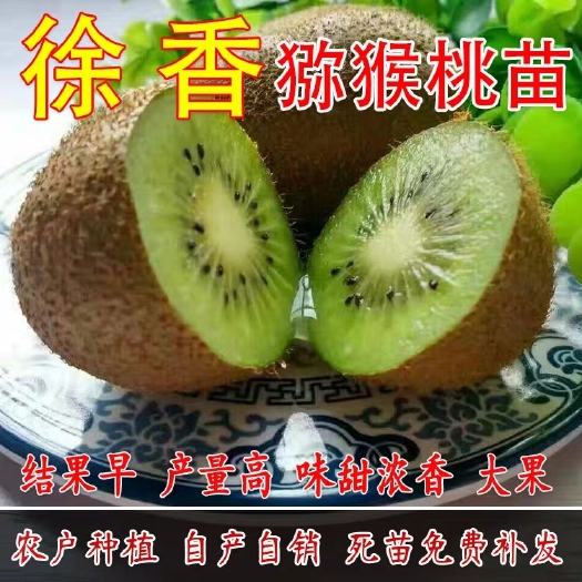 平邑县红阳猕猴桃苗 徐香   红阳  翠香 软枣 等品种猕猴桃树苗 结果早产量高