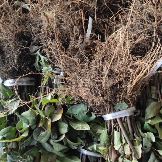  富贵王子海棠小苗 东北扦插小苗 植株粗壮 价格合理