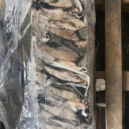 福州深水墨鱼 伊朗目鱼，鱿鱼头油甘肚