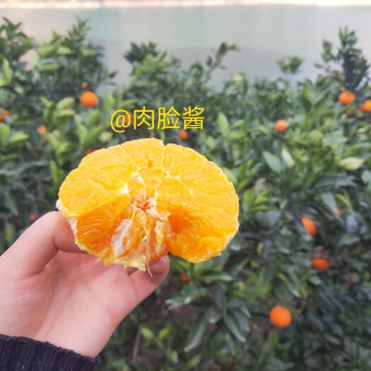 秭归县伦晚脐橙 湖北秭归,春有血橙和伦晚，夏有夏橙，秋有九月红，冬有纽荷尔等