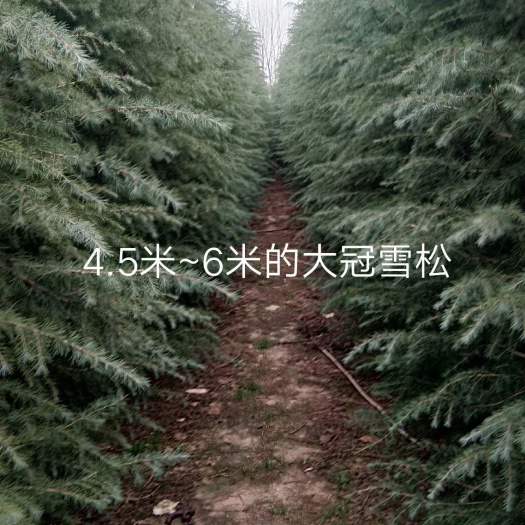 汝南县精品雪松