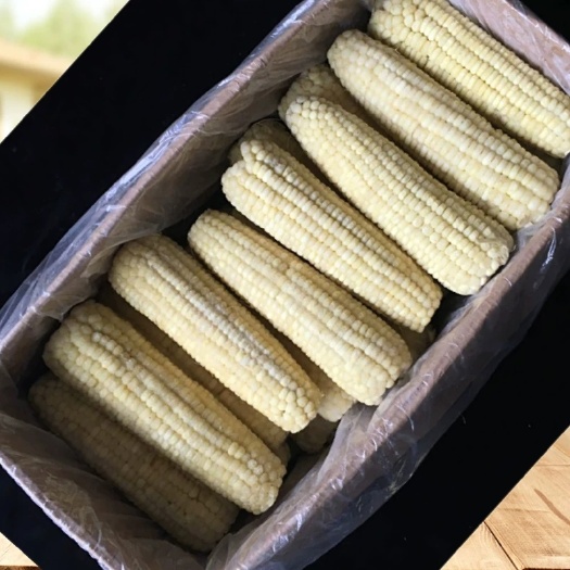 淮北速冻糯玉米 真正好吃的香糯甜大玉米
