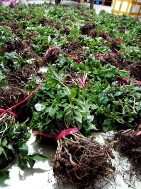  重楼苗出来了   老板可以预订了啊