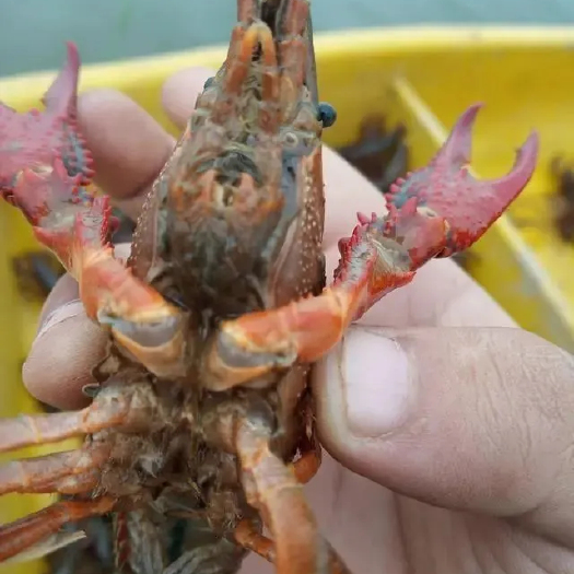 沙洋县青壳小龙虾 4-6中青