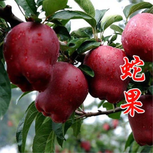 平邑县蛇果苹果苗 当年结果苗。包品种，包成活。