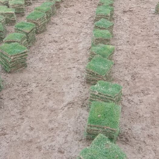 广州大叶油草 基地长期生产绿化草皮薄利多销物美价廉质量如图