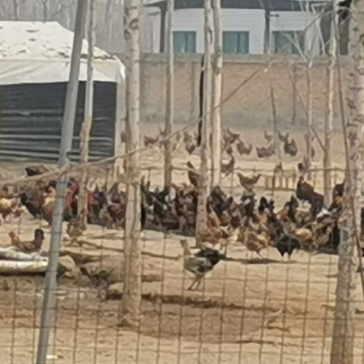 枣强县 林地生态纯散柴鸡