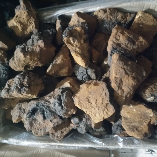 绥芬河市俄罗斯桦树茸