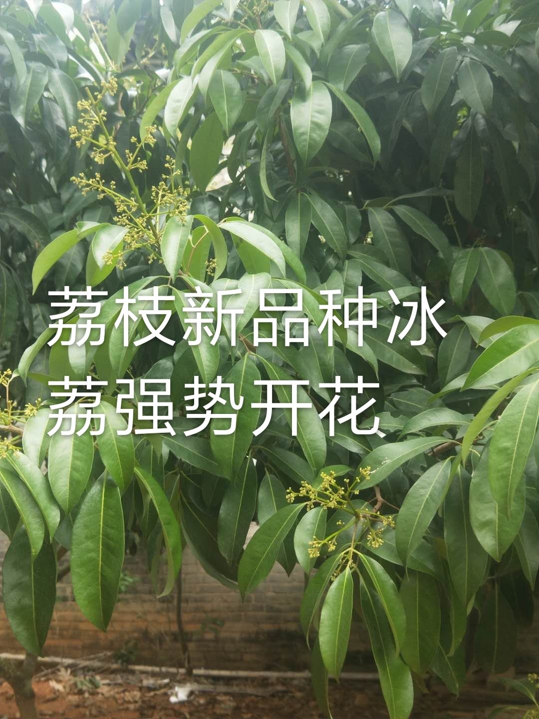  荔枝嫁接枝条